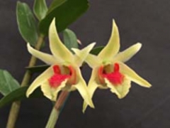 Dendrobium suzukii
